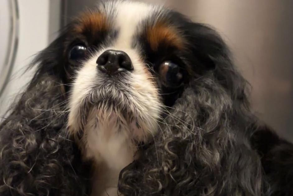 Fundmeldung Hund  Unbekannt Lys-lez-Lannoy Frankreich