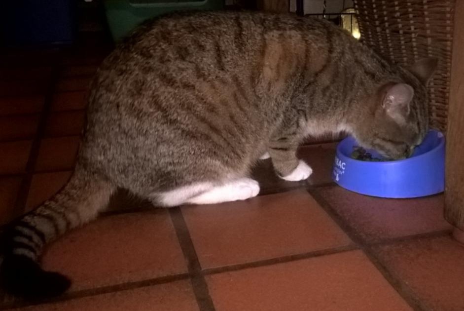 Disappearance alert Cat Female , 10 years Steenwerck France Disappearance alert Cat Female , 10 years Steenwerck France