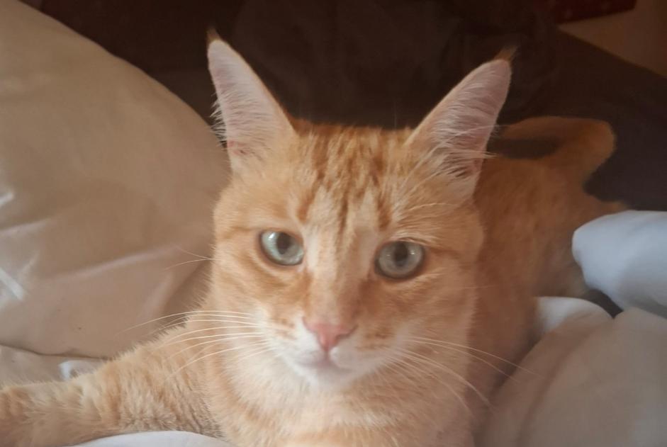 Alerta de Desaparición Gato  Macho , 1 años Oost-Cappel Francia