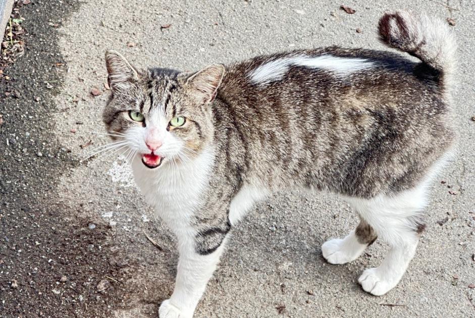 Alerta de Hallazgo Gato Macho Tourcoing Francia Alerta de Hallazgo Gato Macho Tourcoing Francia