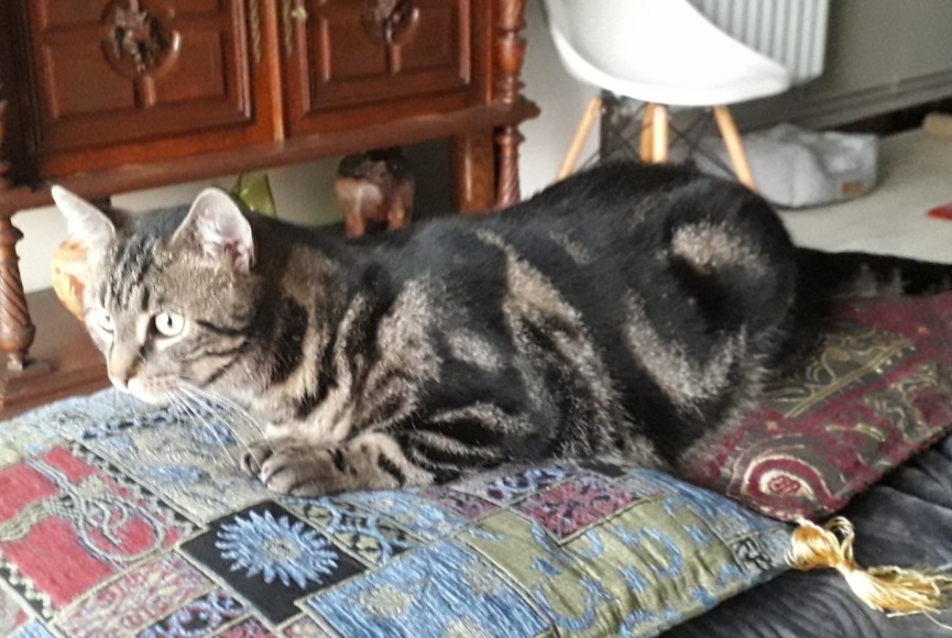 Alerte Disparition Chat Mâle , 3 ans Solre-le-Château France