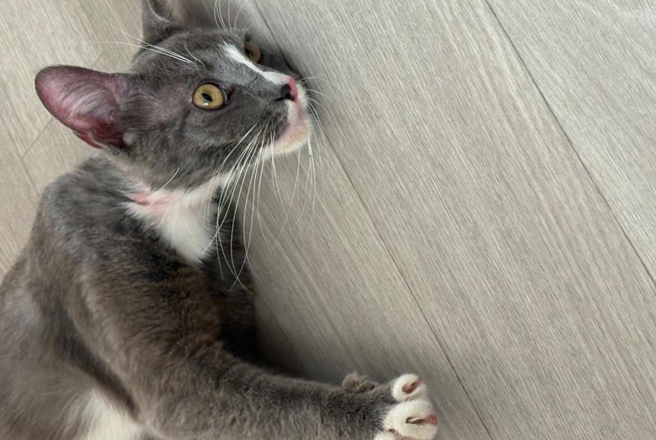 Alerte Découverte Chat Mâle Villeneuve-d'Ascq France