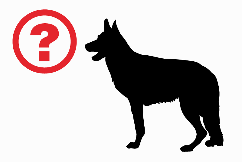 Alerte Découverte Chien  Inconnu Bruay-sur-l'Escaut France