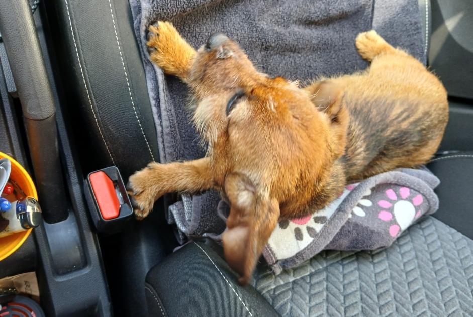 Avviso Ritrovamento Cane incrocio di razze Femmina Raismes Francia