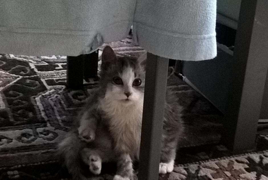 Avviso scomparsa Gatto  Maschio , 8 anni Steenwerck Francia