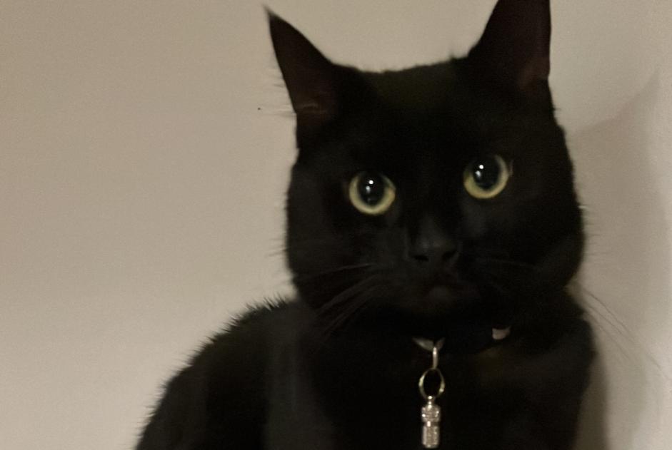 Avviso scomparsa Gatto Maschio , 4 anni Lille Francia